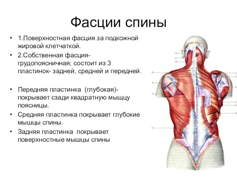 Мышцы приводящие в движение. Строение спины сзади у человека. Фасции спины анатомия таблица. Выйная фасция. Поверхностная пластинка пояснично-грудной фасции.