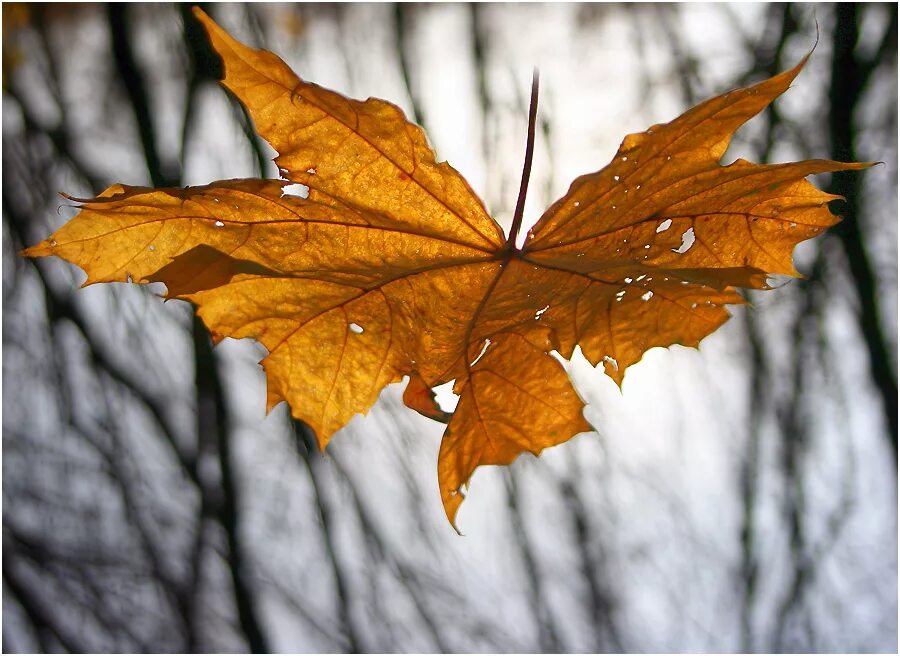 Лист на ветру. Осенние листья на ветру. Листья клена на ветру. Последний лист осени.