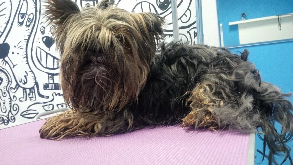 Dog Groomer Opens Shop In Middle Of Night To Give Stray Dog Haircut, Finds Real 