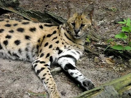 Дикие кошки сканворд