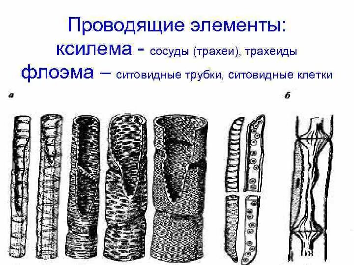 Ситовидные трубки Ксилема растений. Ксилема трахеиды и трахеи. Сосуды трахеиды ситовидные трубки. Трахеиды и ситовидные клетки. Элементы ксилемы и флоэмы