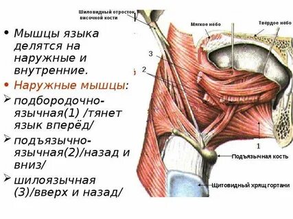 Язык это мышца
