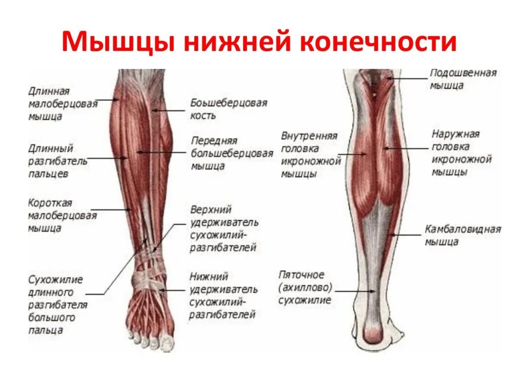 Строение ноги до колена. Строение мышц ноги спереди. Кости и мышцы нижних конечностей человека анатомия. Строение мышц на ноге спереди человека. Мышцы голени анатомия задняя группа мышц.
