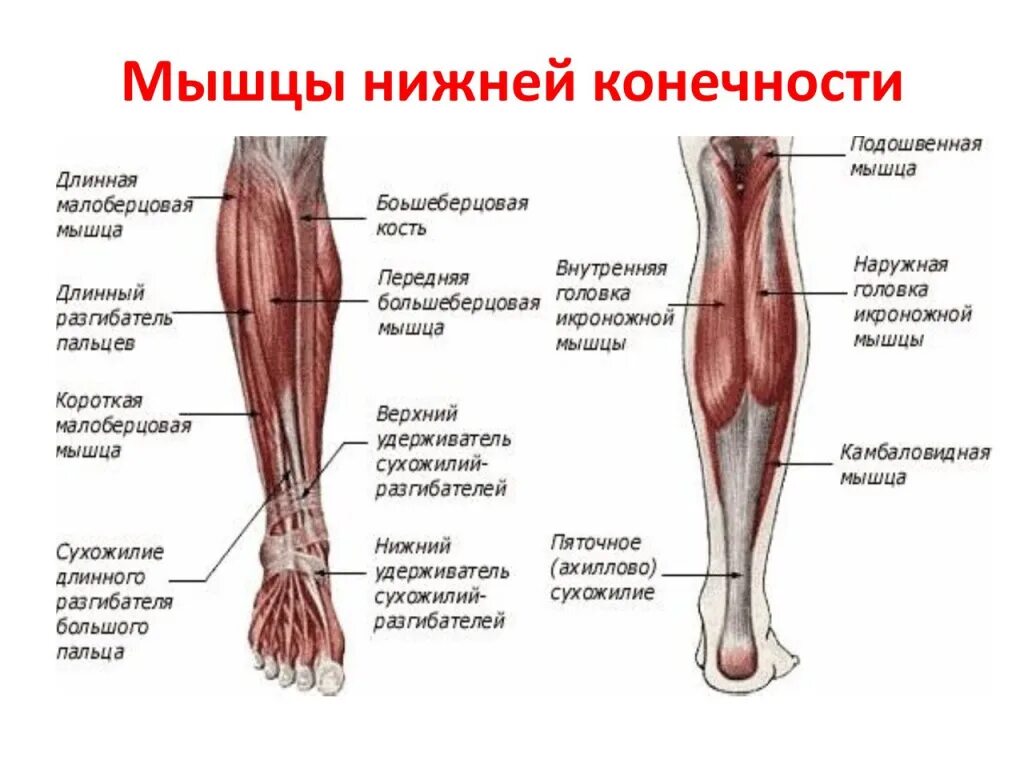 Мышцы костей нижних конечностей