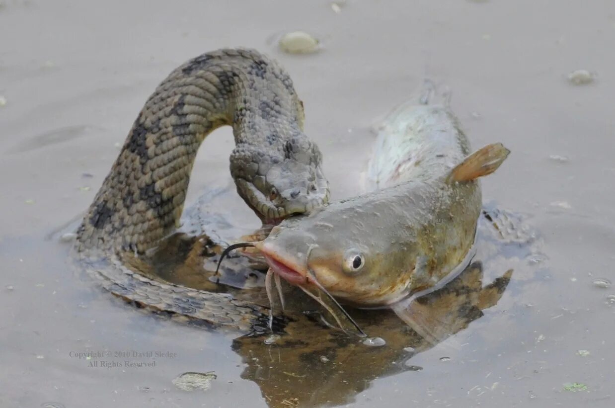 Гадюка заглатывает рыбу. Змеи на рыбалке. Змея и щука. Водяной уж.