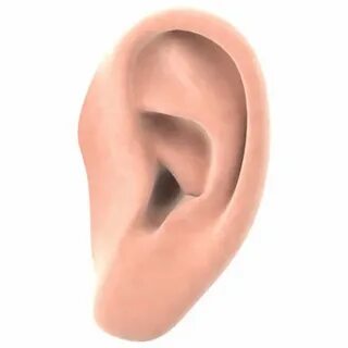 3 ears