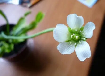Как цветет венерина