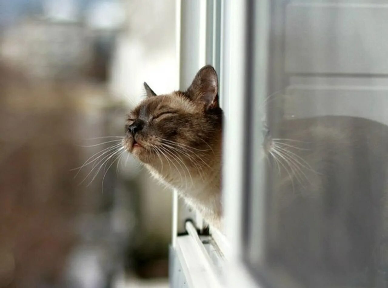 Воздухе пахнет весной ты как всегда холодна. Пахнет весной. Кот нюхает весну из окна. Кот ждет весну.