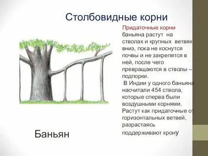 Столбовидные корни