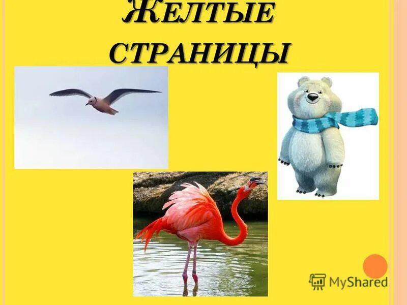 Желтая книга россии. Желтые страницы красной книги животные. Жёлтая книга животных. Живоиные желтых страницы красной книги России. Жёлтая книга России.