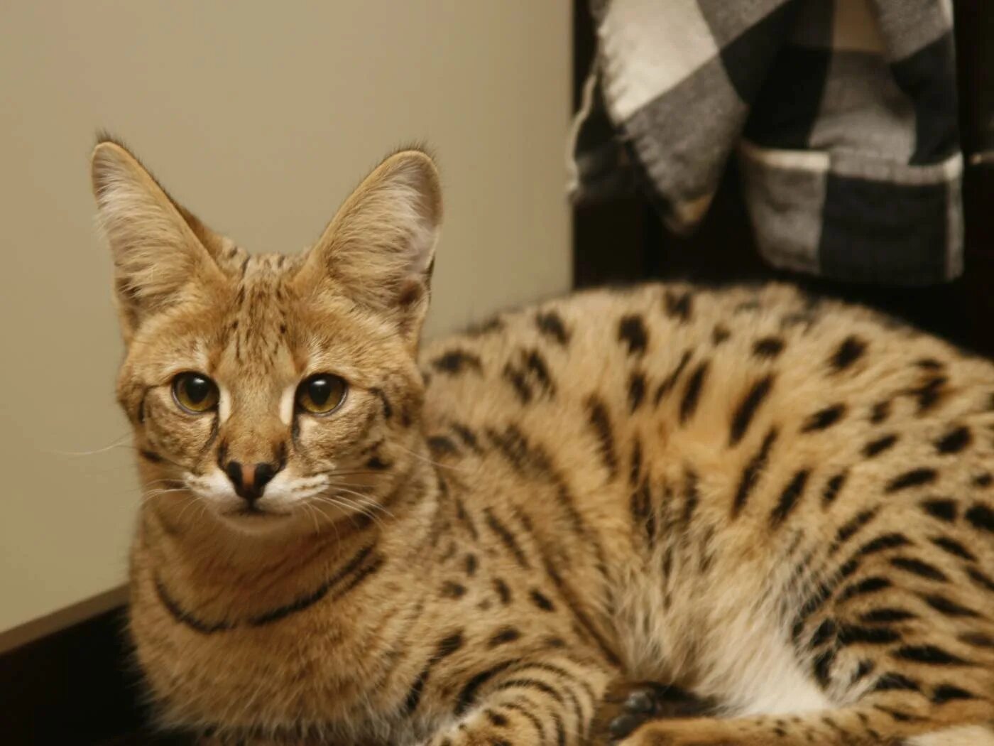 Сервал Ашера Саванна. Саванна Ашера кошка. Мейн кун Ашера. Котята породы Королевский Ашер. Кошка самой редкой породы