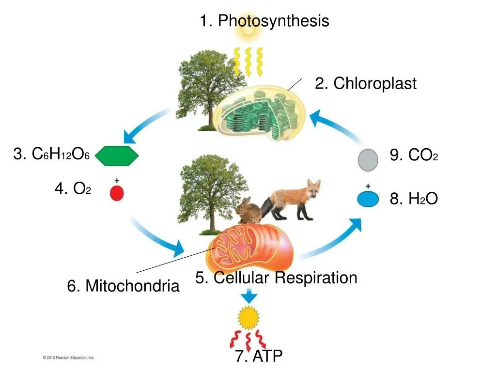 Co2 h2o фотосинтез. Cellular respiration. Cellular respiration ATP. Photosynthesis and respiration. Plant respiration.