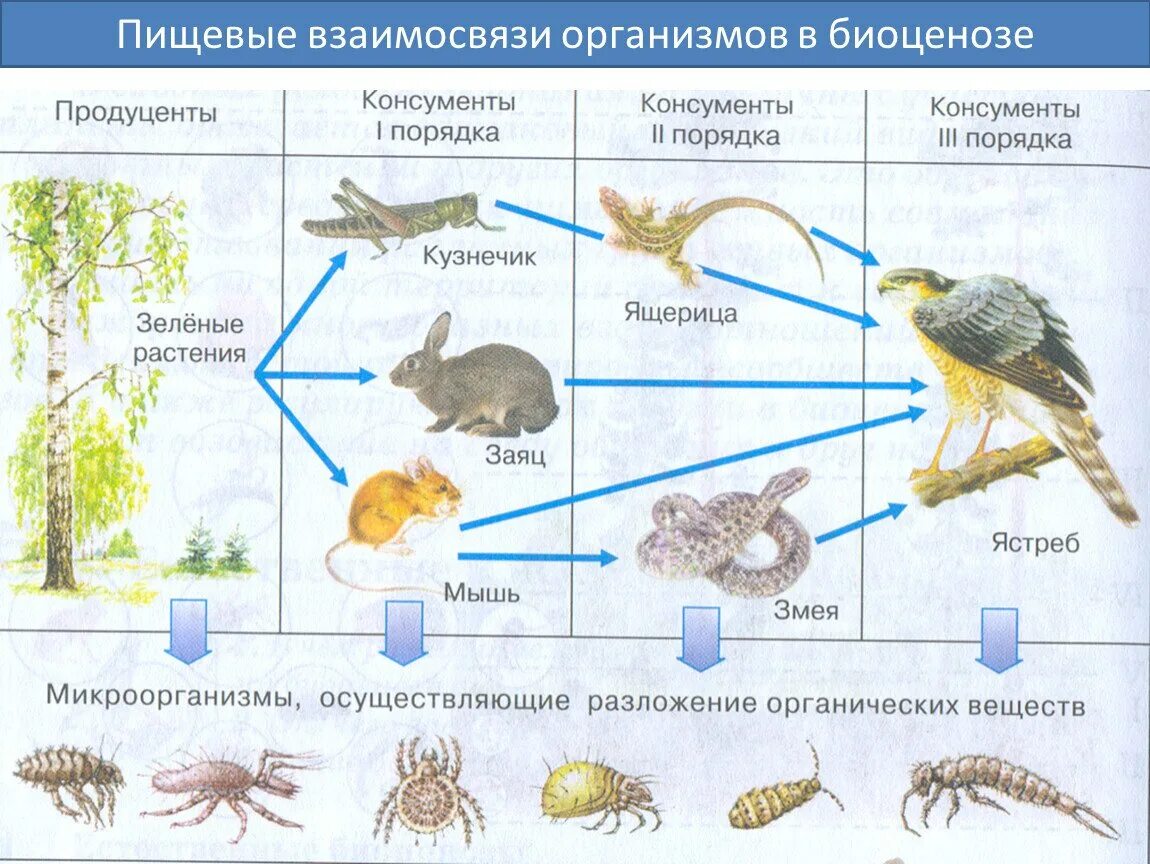 Вопросы на параграф природные сообщества. Цепь питания консументы редуценты. Цепи питания животных консументы редуценты. Цепь питания примеры продуцентов консументов и редуцентов. Пищевая цепь питания редуценты консументы.