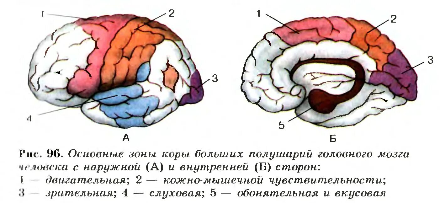 Укажите названия головного мозга. Основные зоны коры больших полушарий головного мозга. Основные зоны коры больших полушарий головного мозга рисунок 130. Центры анализаторов в коре головного мозга.