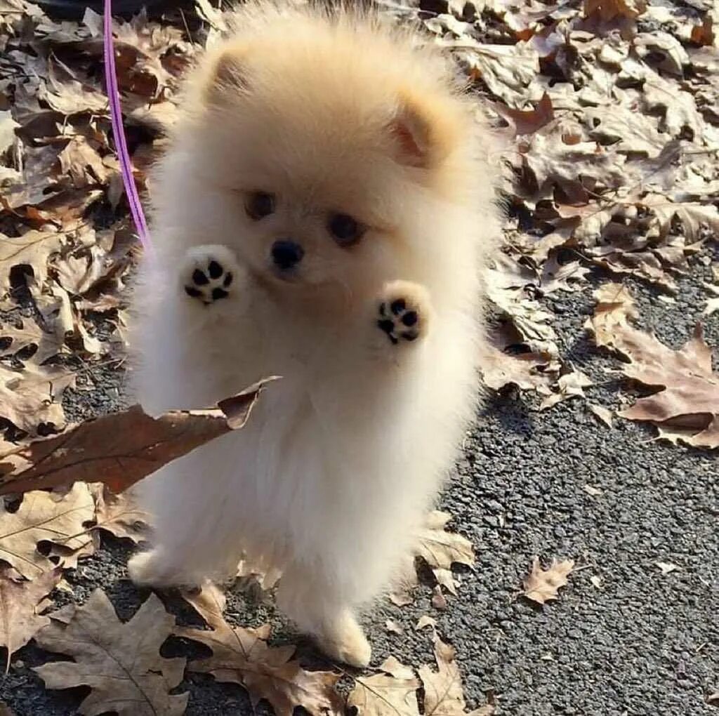 Померанский шпиц Teacup.. Шпиц флаффи. Померанский шпиц Пуппи. Шпиц cute Pomeranian. Ну всякие разные