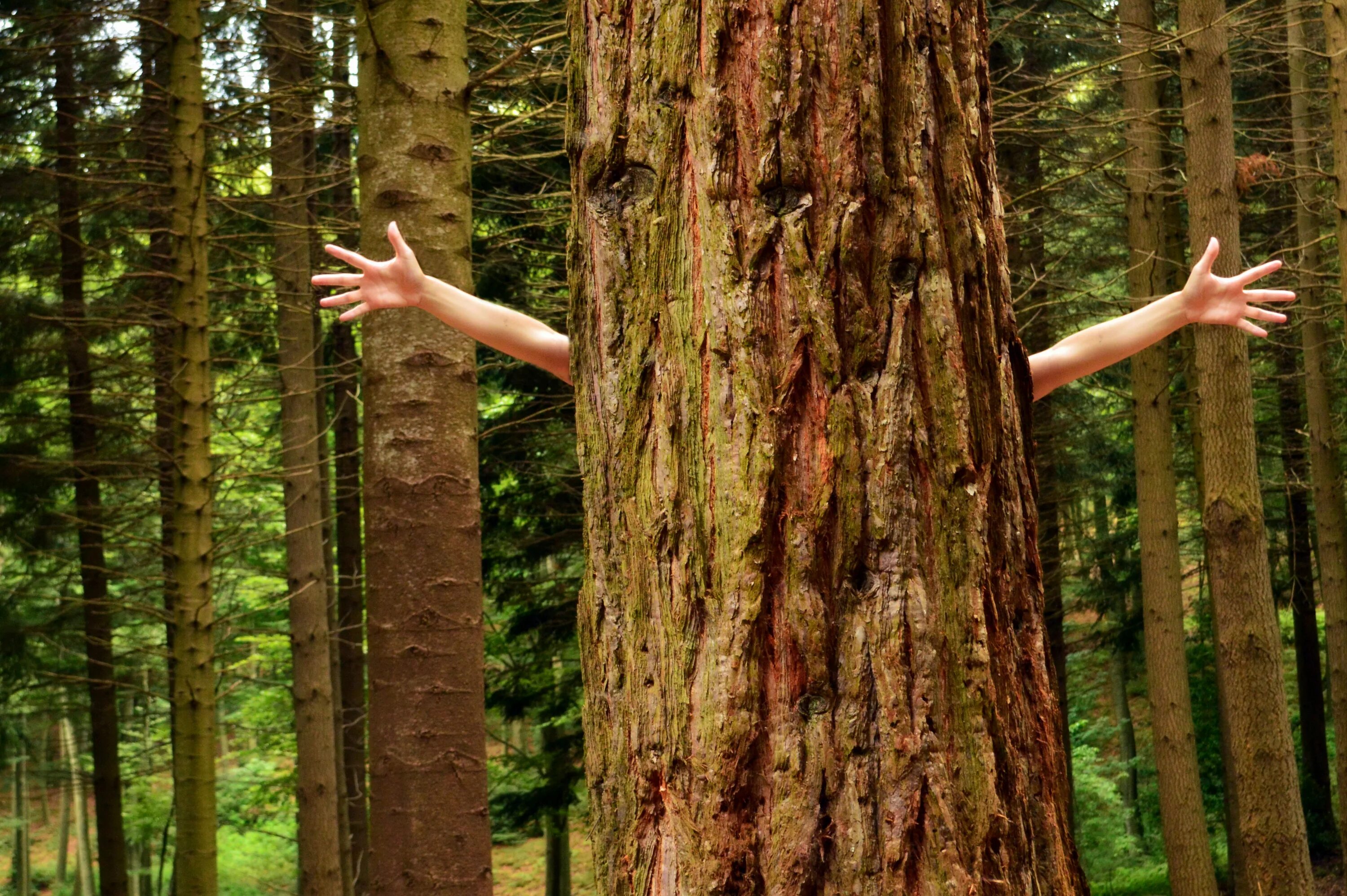 Вдали видны деревья. Человек за деревом. Прячется за деревом. Лес рук. Человек прячется за деревом.
