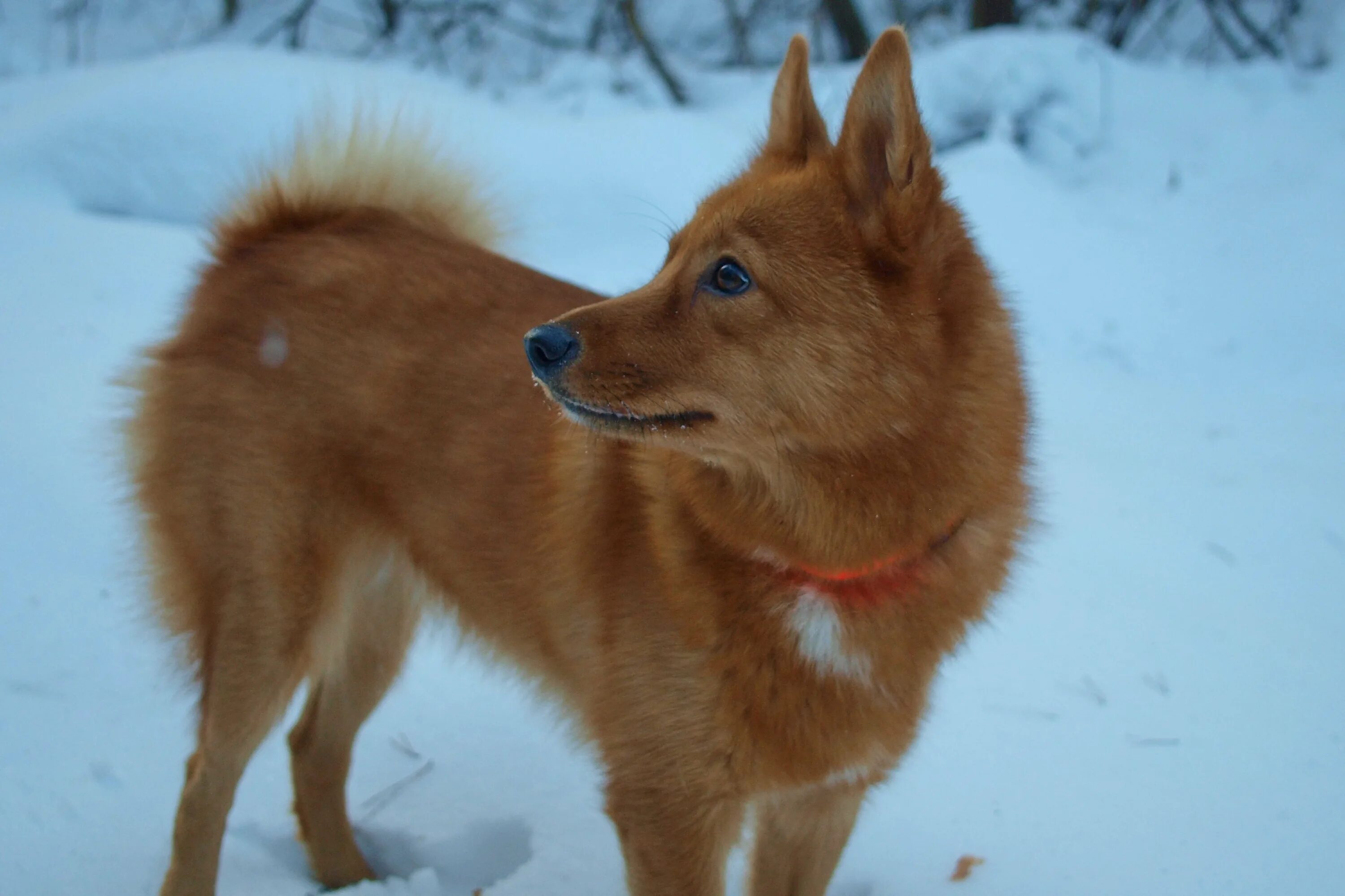Сибирский хаски рыжий. Сибирский хаски медный. Канадская эскимосская собака. Американская эскимосская лайка. Красная лайка.