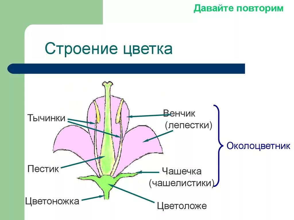 Цветок венчик зародыш какое понятие следует вписать. Строение цветка схема венчик. Строение цветка околоцветник чашечка венчик чашелистики. Строение цветка пестик венчик околоцветника. Строение цветка венчик.