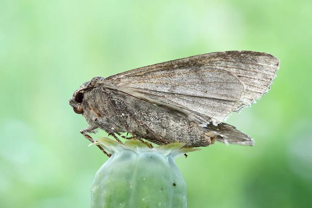 Mamestra brassicae. Совка земляная серая (eurois occulta (linnaeus 1758)). Стрельчатка пятнистая. Mamestra brassicae l. Ильмовая пяденица.