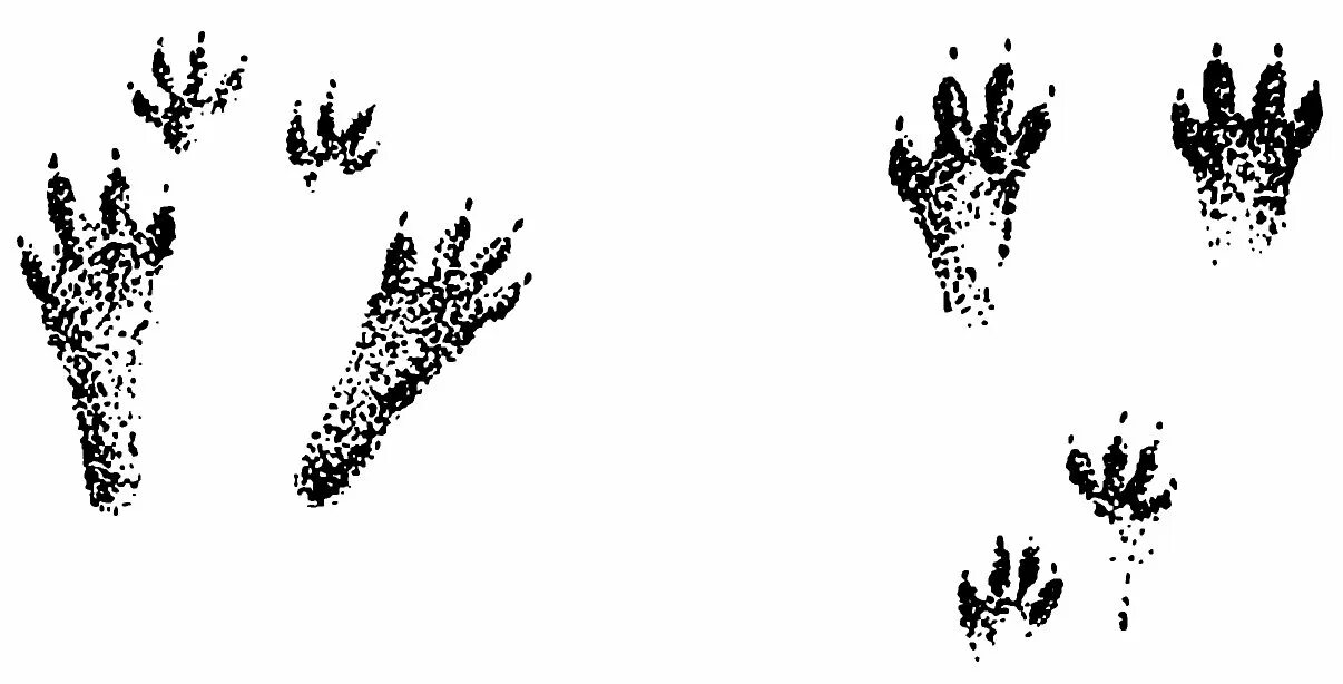 Поверни следы. Следы зайца русака. следы зайца беляка. следы зайца беляка для детей. след зайца рисунок.