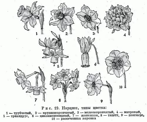 Трубчатый тип цветка. Нарцисс строение. Строение нарцисса схема. Нарцисс строение цветка. Нарцисс цветы соцветия.