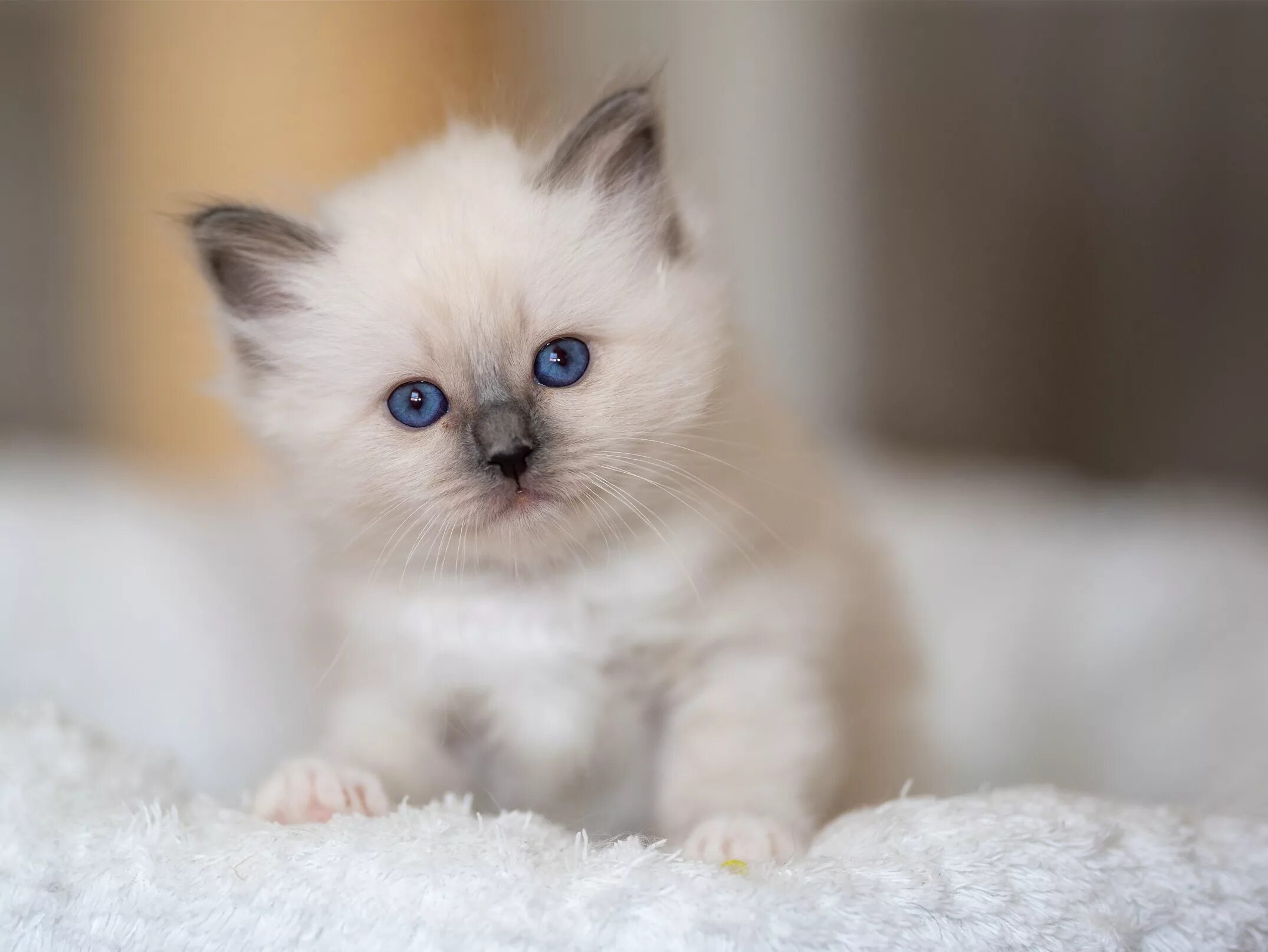 Беленьких котиков. Бирманская кошка котята. Бирманская кошка белая. Красивые пушистые котята. Маленькие котята пушистые.