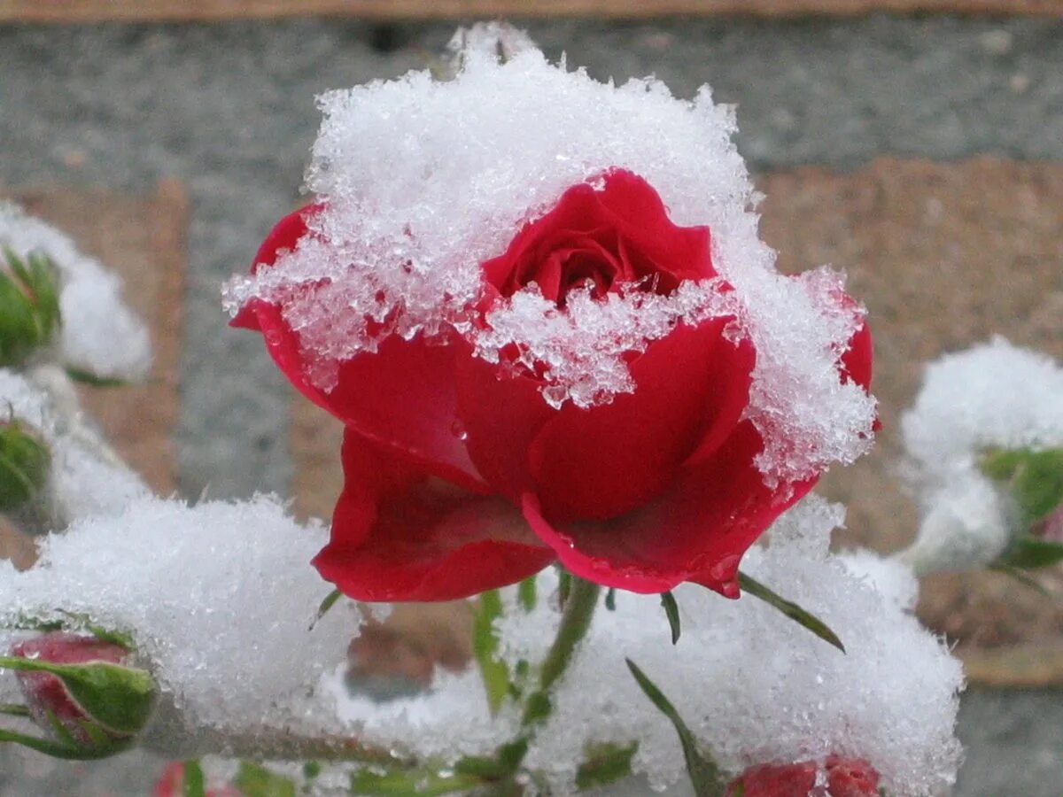 Красные цветы зимние розы. Цветы в снегу. Розы под снегом. Розы на снегу. Цветы под снегом.
