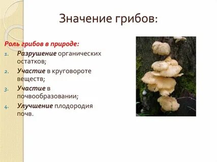 Грибы и бактерии в жизни растений