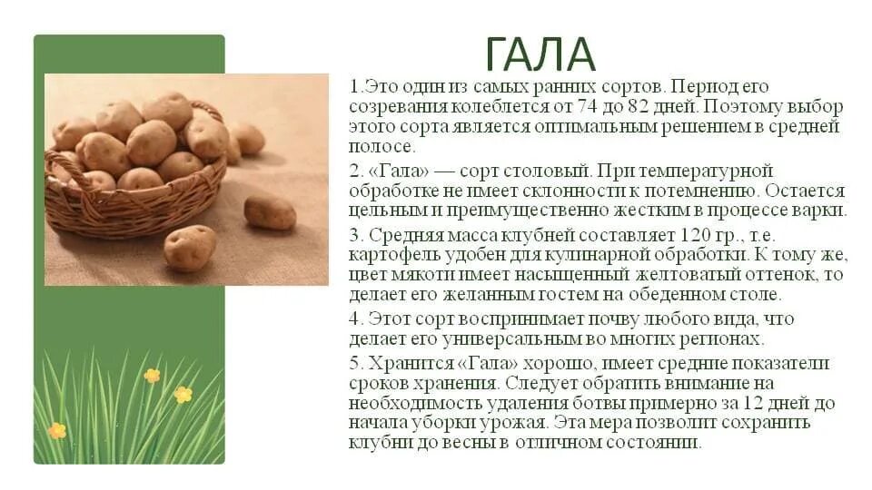 Картофель гала характеристика сорта отзывы