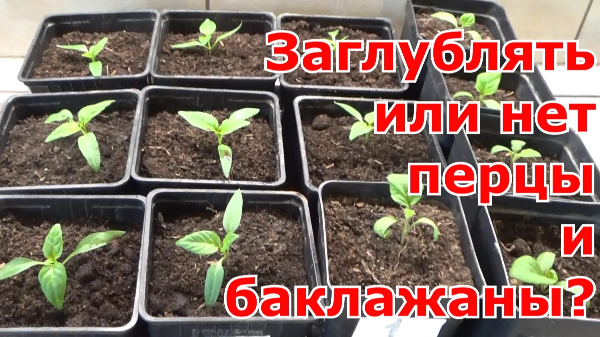 Пикировка рассады томаты перцы.. Пикирование рассады помидор. Пикирование рассады что это. Пикировка баклажанов. Перец пересадка рассады в марте