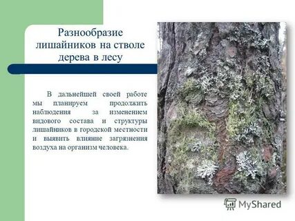 Многообразие лишайников