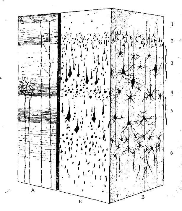 Миелоархитектоника коры мозжечка. 6 Слойная структура неокортекса. Цитоархитектоника коры полушарий большого мозга. Миелоархитектоника коры больших полушарий гистология.