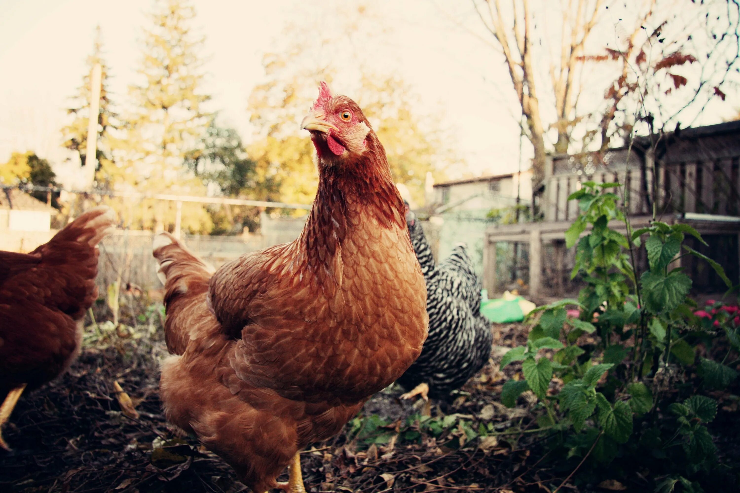 Курица несушка фотография. Ломан Браун. Цыплята Хайсекс Браун. Домашние куры. Красивые куры.