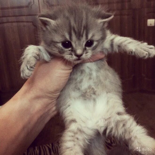 можно завести котенка. можно завести котенка. завести котенка. можно завести котенка. кот в квартире.