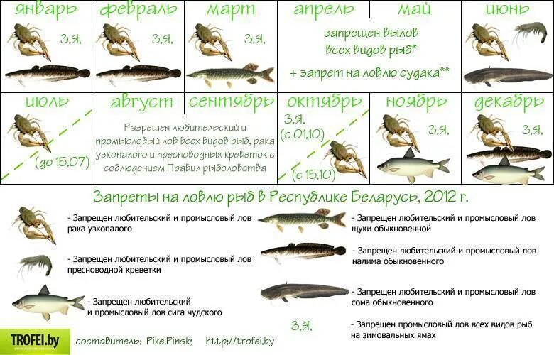 С какого числа ловлю щуки. Ограничение на ловлю рыбы. запрет на рыбную ловлю. запрещённые виды ловли рыбы. курую рыбу запрещено ловить.