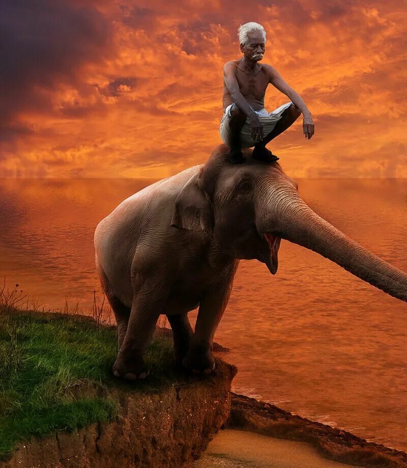 Какое животное самое сильное на планете. Верхом на слоне. девушка верхом на слоне. самые сильные животные на планете.