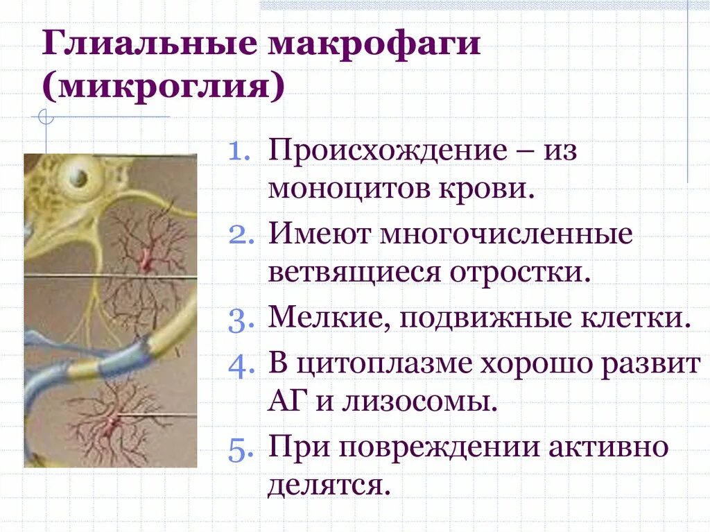 Клетки микроглии функции. Микроглия глиальные макрофаги. глиальные макрофаги строение. глиальные макрофаги функции. строение микроглии.