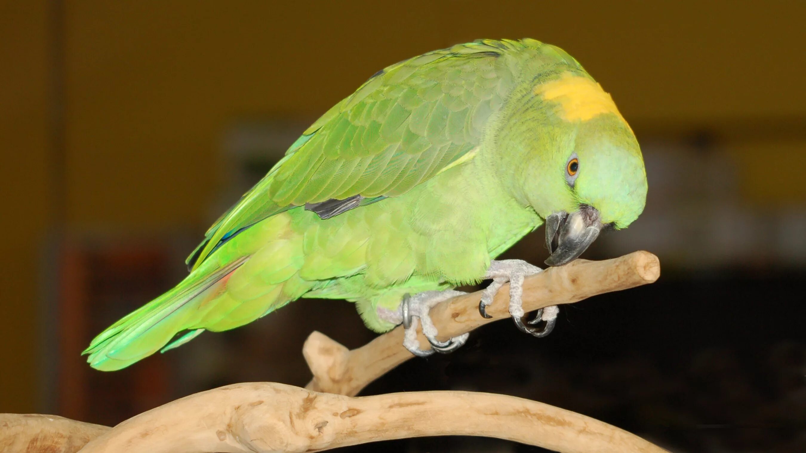 К чему снится попугай во сне. Зеленый попугай порода. Толстоклювый попугай Катарины. Попугай зеленый волнистик. Зеленые попугаи в Израиле.