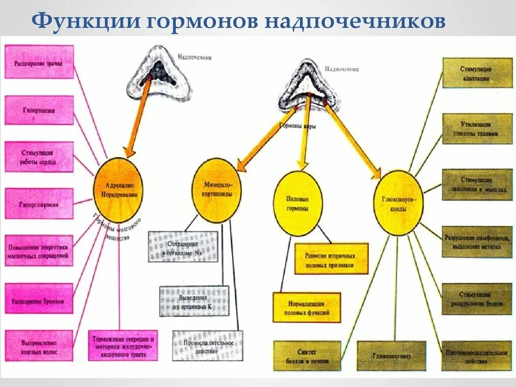 Надпочечники гормон роста. Строение надпочечников таблица. Железа надпочечники гормоны и функции таблица. Гормоны надпочечников и их роль в организме. Надпочечники и влияние их гормонов на функции организма.