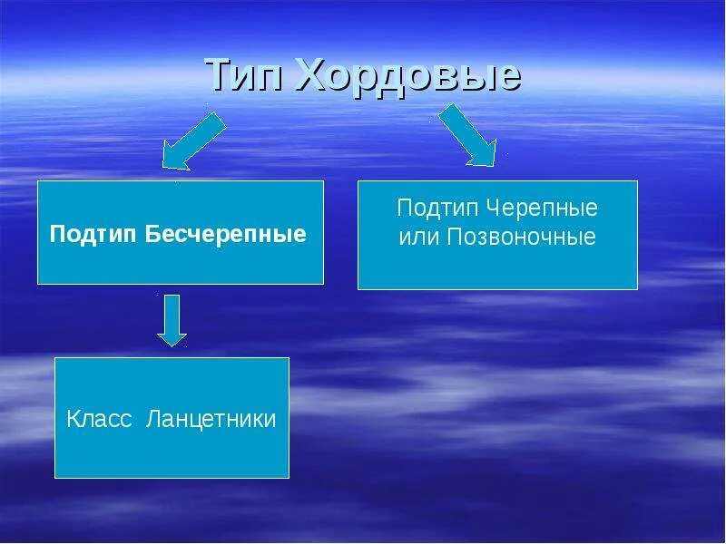 Класс подтипа черепные. Черепные и бесчерепные. бесчерепные и позвоночные. подтип бесчерепные. тип хордовые подтип бесчерепные.