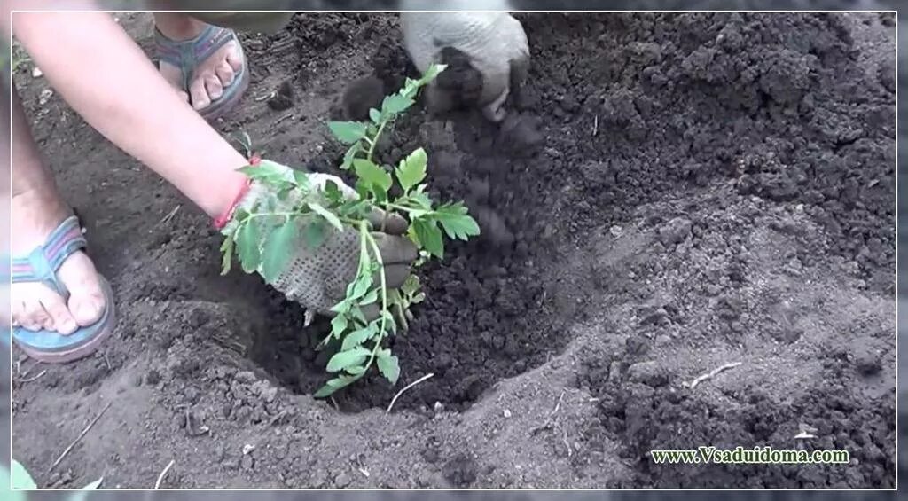 Когда лучше пересаживать помидоры