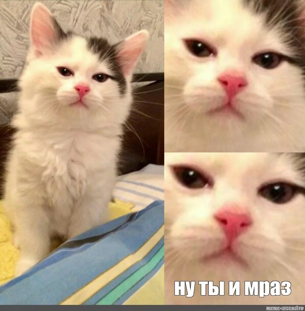 Кот Мем. Мемы с котиками. Мемы с котятами. Мем с котенккми.