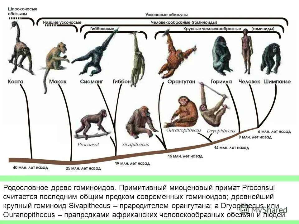 Эволюционные предков человека. Схема эволюционного развития приматов. Эволюционный путь развития приматов схема. Филогенетическое Древо высших приматов. Эволюционное Древо человека и обезьян.