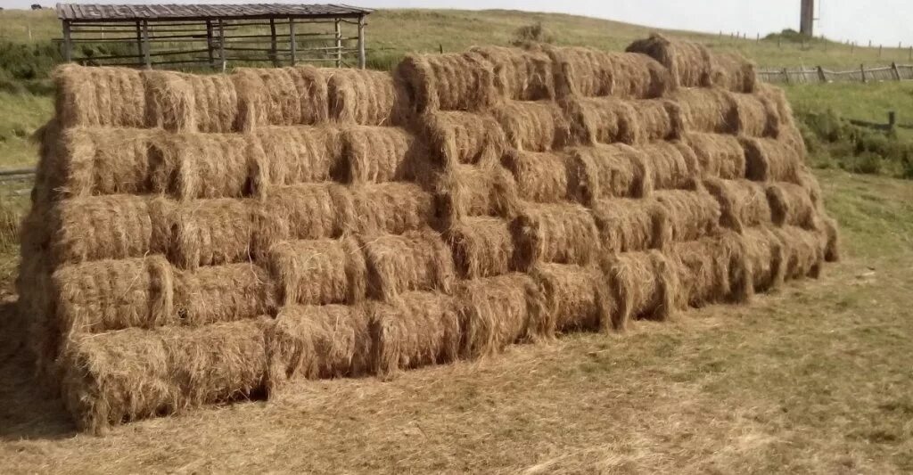 Купить сено воронежской. Маленькие рулоны сена. Мини тюки сена. Рулон сена 800 кг. Сено в маленьких рулонах.