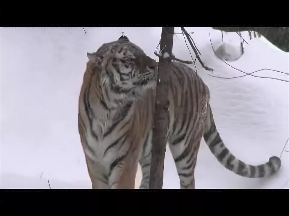 Уссурийский тигр и панда. Тигр Уссурийский Амба Уссурийский. Амба тигр. Амба русский тигр.