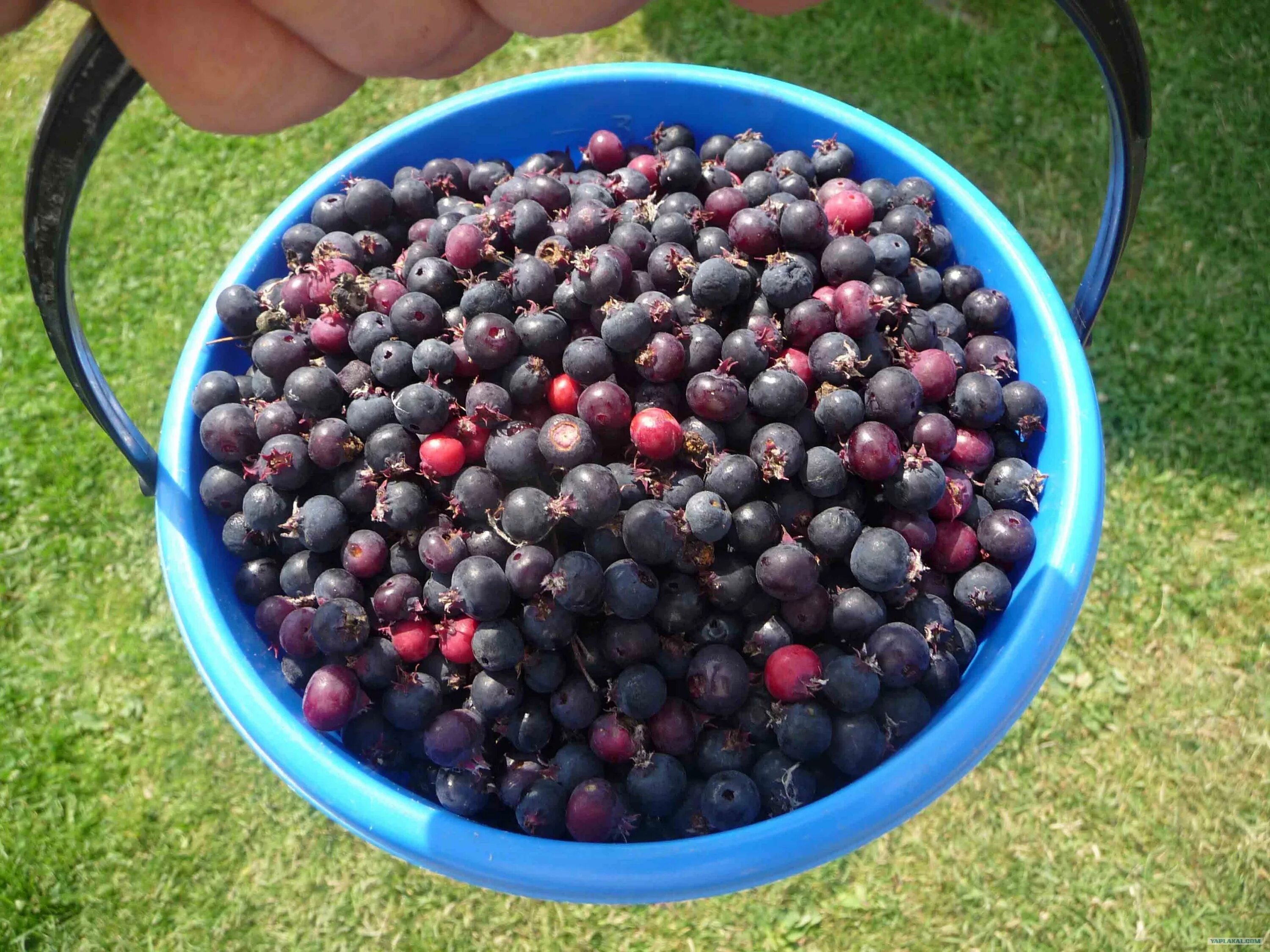 юрга ягода. пирус и ирга. крушина и ирга. ирга колосистая. ирга коринка.