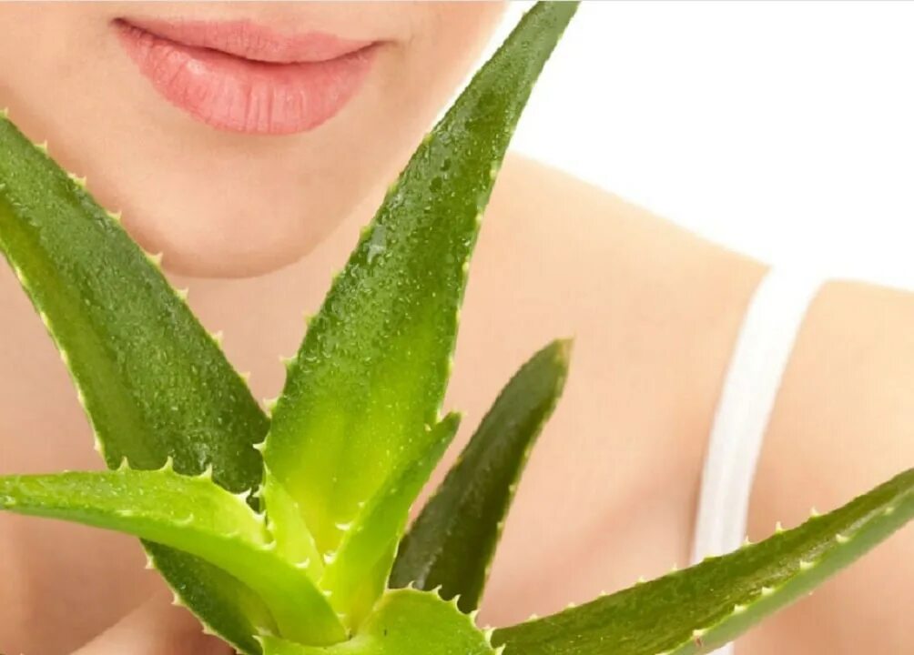 Aloe vera как пользоваться. Алоэ деми. Алоэ для кожи лица.