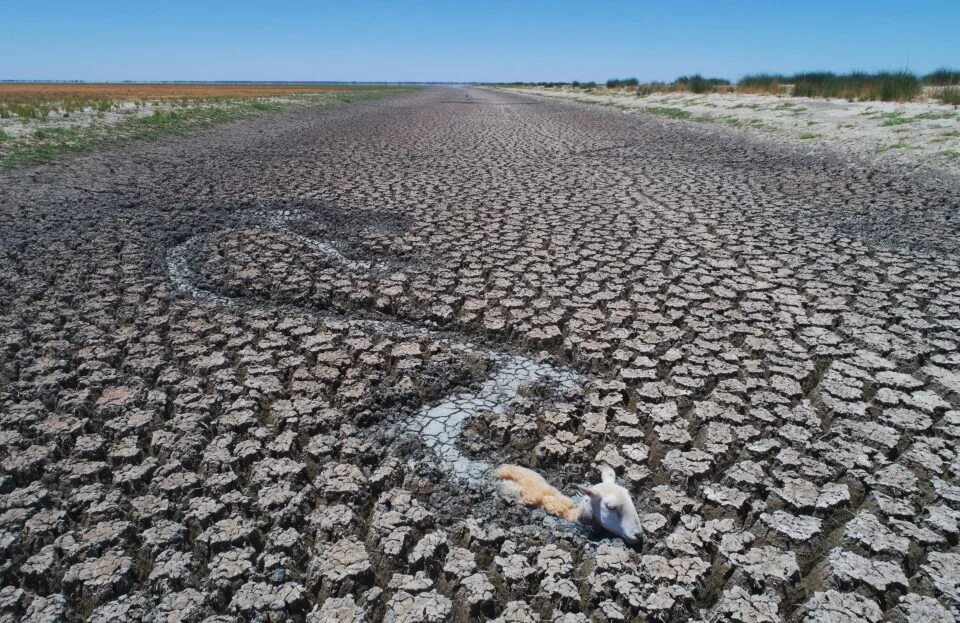 Засуха животные. Австралийская засуха. Жара засуха. Великая засуха в Австралии.