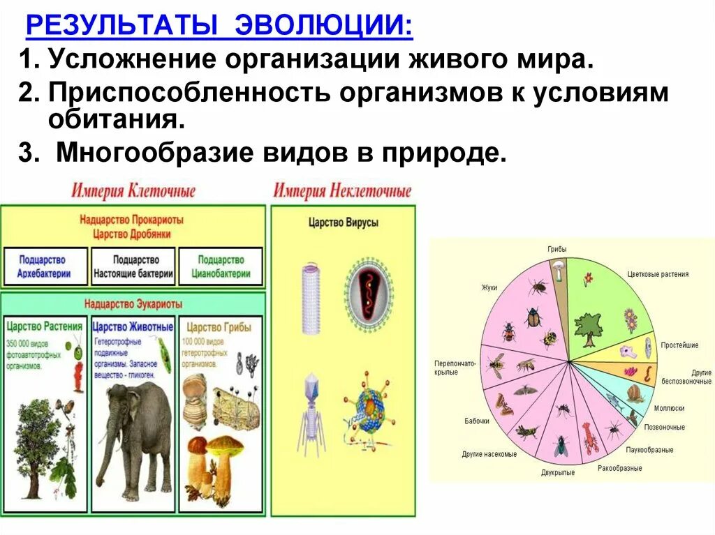 Как ламарк объяснял многообразие видов и приспособленность. Многообразие видов живых организмов. Результат эволюции видовое разнообразие. Разнообразие видов в природе-результат эволюции. Многообразие животных результат эволюции.