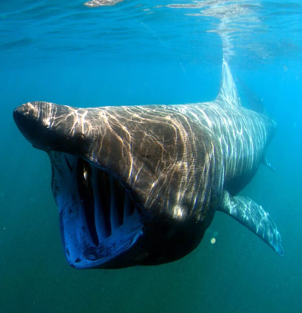 Киты водятся в море. Баскинг Шарк акула. Cetorhinus Maximus акула. Гигантская большеротая акула. Гигантская акула (basking Shark).